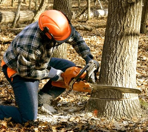 Tree Removal in Monticello, ME